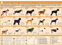 Комплект плакатов "Кинология" - «globural.ru» - Междуреченск