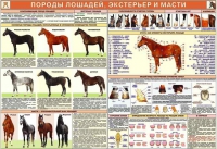 Комплект плакатов "Служебное коневодство" - «globural.ru» - Междуреченск