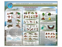 Стенд "Как выжить в суровых условиях" (вариант 1) - «globural.ru» - Междуреченск