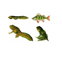 Модель-аппликация Цикл развития костной рыбы и лягушки - «globural.ru» - Междуреченск