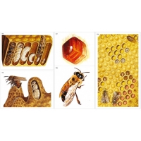Модель-аппликация Пчелы. Строение улья - «globural.ru» - Междуреченск