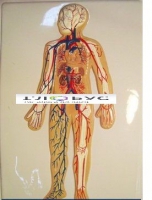 Модель барельефная «Кровеносная система» - «globural.ru» - Междуреченск