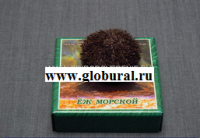 Сухой препарат "Еж морской" - «globural.ru» - Междуреченск