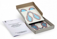 Модель-аппликация Развитие легких позвоночных животных (набор из 5 карт) - «globural.ru» - Междуреченск