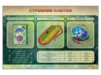 Электрифицированный стенд "Строение клетки" с маркерными полями - «globural.ru» - Междуреченск