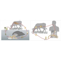 Модель-аппликация Цикл развития бычьего цепня и печеночного сосальщика - «globural.ru» - Междуреченск