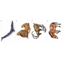 Модель-аппликация Многообразие хордовых. Млекопитающие - «globural.ru» - Междуреченск