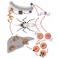 Модель-аппликация Цикл развития малярийного плазмодия - «globural.ru» - Междуреченск