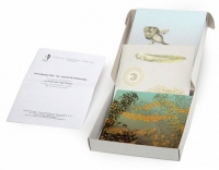 Модель-аппликация Развитие лягушки (набор из 10 карт) - «globural.ru» - Междуреченск