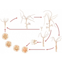 Модель-аппликация Строение и цикл развития гидры - «globural.ru» - Междуреченск