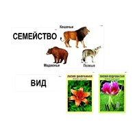 Модель-аппликация "Классификация растений и животных" (ламинированная) - «globural.ru» - Междуреченск