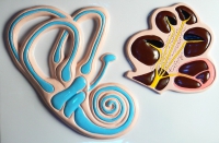 Барельефная модель "Ухо человека" (часть 2) - «globural.ru» - Междуреченск