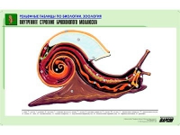 Рельефная таблица "Внутреннее строение брюхоногого моллюска" (формат А1, матовое ламинир.) - «globural.ru» - Междуреченск