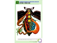 Рельефная таблица "Внутреннее строение жука" (формат А1, матовое ламинир.) - «globural.ru» - Междуреченск