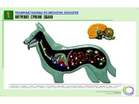 Рельефная таблица "Внутреннее строение собаки" (формат А1, матовое ламинир.) - «globural.ru» - Междуреченск