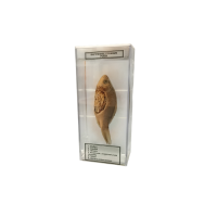 Влажный препарат Внутреннее строение рыбы - «globural.ru» - Междуреченск