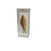 Влажный препарат "Карась" - «globural.ru» - Междуреченск