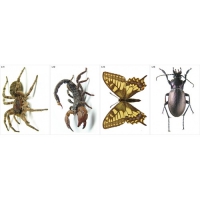 Модель-аппликация Многообразие беспозвоночных - «globural.ru» - Междуреченск