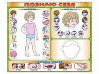 Стенд маркерный "Познаю себя" (тело, голова, органы чувств) - «globural.ru» - Междуреченск