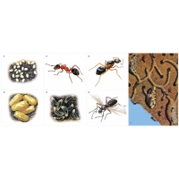 Модель-аппликация Муравьи. Устройство муравейника - «globural.ru» - Междуреченск