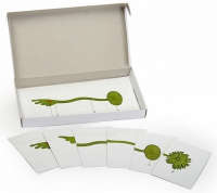 Модель-аппликация Роль ядра в регуляции развития организма (набор из 8 карт) - «globural.ru» - Междуреченск