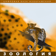 Зоология. (Цифровая база изображений) - «globural.ru» - Междуреченск