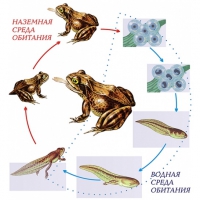 Модель-аппликация Цикл развития лягушки - «globural.ru» - Междуреченск