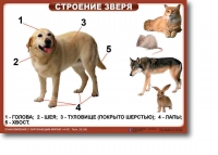 Ознакомление с окружающим миром. 1-4 класс. Комплект таблиц. Наглядные пособия для начальной школы, учебные пособия - «globural.ru» - Междуреченск