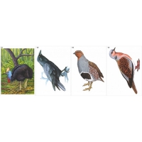 Модель-аппликация Многообразие хордовых. Птицы  - «globural.ru» - Междуреченск