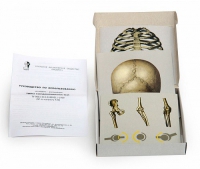 Модель-аппликация Типы соединения костей (набор из 7 карт) - «globural.ru» - Междуреченск