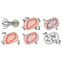 Модель-аппликация Жизненный цикл вируса	 - «globural.ru» - Междуреченск