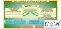 Стенд "Методы селекции и биотехнологии" - «globural.ru» - Междуреченск