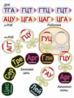 Модель-аппликация Биосинтез белка - «globural.ru» - Междуреченск