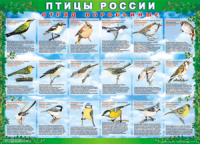 Таблица Птицы России из  4 листов в комплекте 1000*1400 винил	 - «globural.ru» - Междуреченск