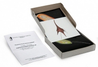 Модель-аппликация Одноклеточные водоросли (набор из 24 карт) - «globural.ru» - Междуреченск