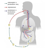 Модель-аппликация Цикл развития аскариды - «globural.ru» - Междуреченск