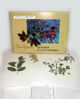 Гербарий Деревья и кустарники (20 видов) - «globural.ru» - Междуреченск