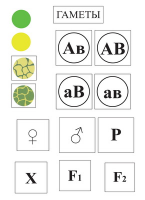 Модель-аппликация Дигибридное скрещивание  и  его цитологические основы - «globural.ru» - Междуреченск