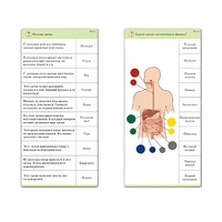 Комплект карточек (10) "Обучающий калейдоскоп. Человек" - «globural.ru» - Междуреченск
