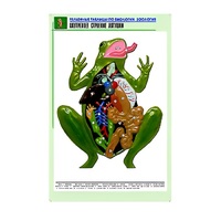 Рельефная таблица "Внутреннее строение лягушки" (формат А1, матовое ламинир.) - «globural.ru» - Междуреченск
