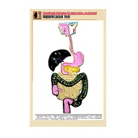 Рельефная таблица "Пищеварительный тракт" (формат А1, матовое ламинир.) - «globural.ru» - Междуреченск