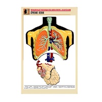 Рельефная таблица "Строение легких" (формат А1, матовое ламинир.) - «globural.ru» - Междуреченск