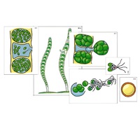 Модель-аппликация "Размножение многоклеточной водоросли" (ламинированная) - «globural.ru» - Междуреченск