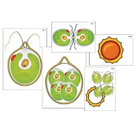 Модель-аппликация "Размножение одноклеточной водоросли" (ламинированная) - «globural.ru» - Междуреченск