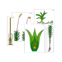 Модель-аппликация "Размножение мха" (ламинированная) - «globural.ru» - Междуреченск