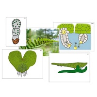 Модель-аппликация "Размножение папоротника" (ламинированная) - «globural.ru» - Междуреченск