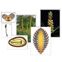 Модель-аппликация "Размножение сосны" (ламинированная) - «globural.ru» - Междуреченск