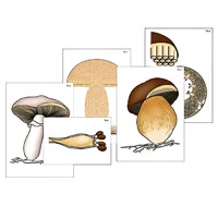 Модель-аппликация "Размножение шляпочного гриба" (ламинированная) - «globural.ru» - Междуреченск