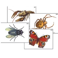 Модель-аппликация "Разнообразие беспозвоночных" (ламинированная) - «globural.ru» - Междуреченск