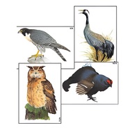 Модель-аппликация "Разнообразие высших хордовых 1. Пресмыкающиеся и птицы" (ламинированная) - «globural.ru» - Междуреченск